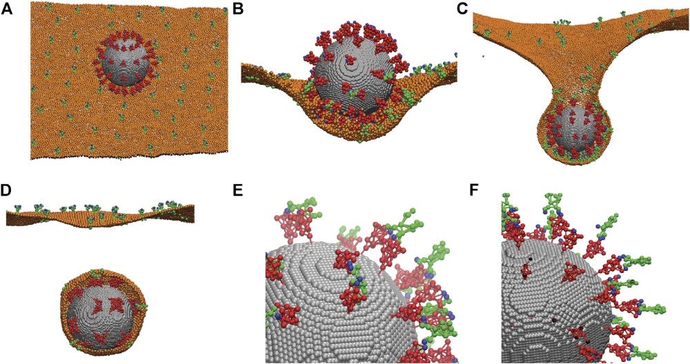 Diagram of coronavirus model