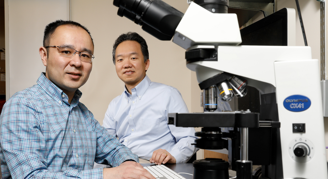 University of Illinois Chicago College of Engineering BME professor Zhangli Peng (L) and Dr. Peng Ji, Vice Chair of Research and Professor of Pathology at Northwestern, collaborate on a red blood cells project.